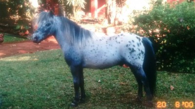original de avare