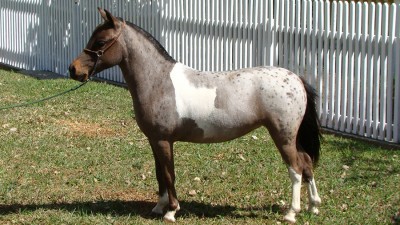 paloma