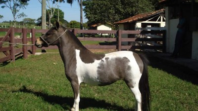pedrita da aa mariz