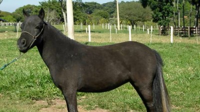 Poliana da Água Azul potra