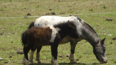 Dondoda 2012