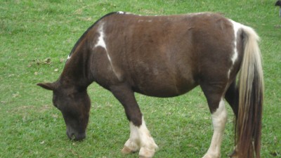Garapa