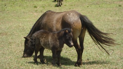 Dalila - Odara 1