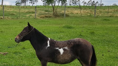 lolita aa matriz