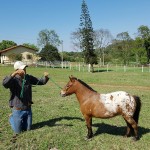 Herdeira Cinco Estrelas Egua