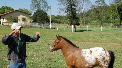 Herdeira Cinco Estrelas Egua