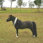galã do marcon