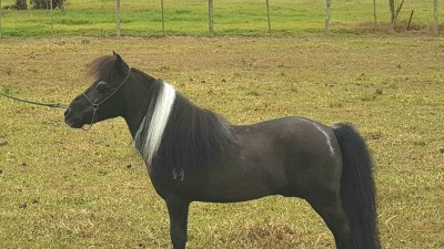 galã do marcon