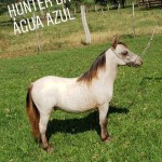 hunter da aa potro