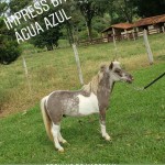 impress da aa potro