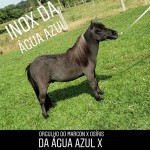 inox da aa potro