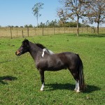 talisma elite horse