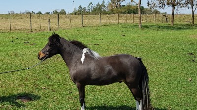 talisma elite horse