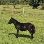Data de Nascimento:
Nome do Pai:Galã do Marcon
Nome da Mãe: Dona Bella da Sta. Tereza